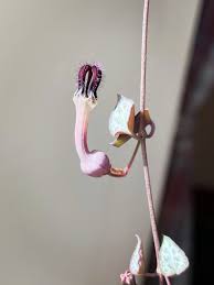 Image result for Ceropegia plocamoides