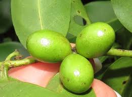 Image result for Artabotrys monteiroae