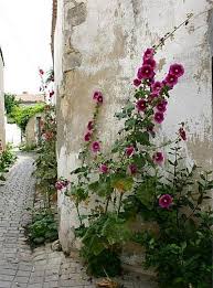 Ile De Re 6 Roses Tremieres Et Venelles Le Fond Du Paysage Roses Tremieres Joli Jardin Varietes De Roses
