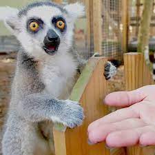Hands On And Very Interactive At Bee City Zoo Beecity Zoo Bee City City Zoo Palmetto Tree