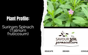Image result for Talinum fruticosum