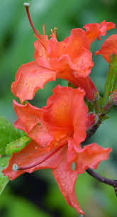 Cecil S Orange Azalea In Bloom Azaleas Bloom Cecil