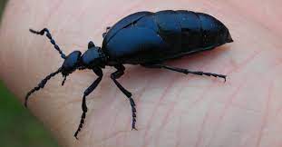 Na slovensku máme množstvo pestrofarebného hmyzu, ktorý láka k dotknutiu najmä tých najmenších. Na Tohto Chrobaka Si Treba V Tychto Dnoch Davat Pozor Aj V Okoli Nasho Mesta Spoznajte Majku Fialovu Seredsity Sk