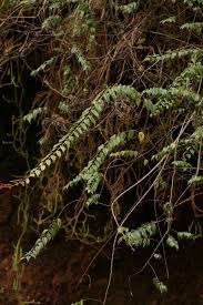 Image result for Gerrardinaceae