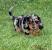 Blue And Tan Dapple Dachshund