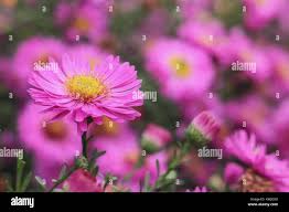 Image result for Asters `Jenny
