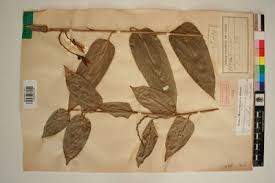 Image result for Hypselodelphys