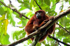 In costa rica, there are abundant howler monkeys and spider monkeys. Tropical Rainforest Biomes Article Khan Academy