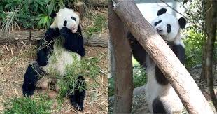 Jun 17, 2021 · singapore's own pandas, kai kai and jia jia, have long had difficulty trying for a baby, and it is not hard to see why. S Pore River Safari Pandas Kai Kai Jia Jia Attempt To Make Babies For 6th Time Mothership Sg News From Singapore Asia And Around The World