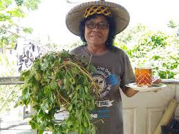 Your goal is to create words, using all available letters in limited time. Pokok Letup Letup Untuk Perubatan Tradisional