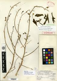 Image result for Talinum crispatulum