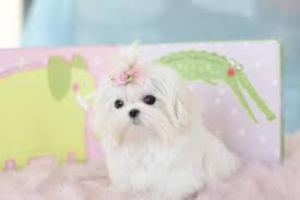 Known for their hypo genetic and non shedding white beautiful. Micro Tiny Teacup Maltese Puppies For Sale In Vancouver British Columbia Nice Pets Online