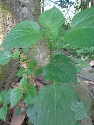 Image result for Laportea aestuans