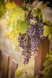 Pin By Alex The Funnel On Vinogradnye Listya In 2020 Vineyard Grape Painting Grapes