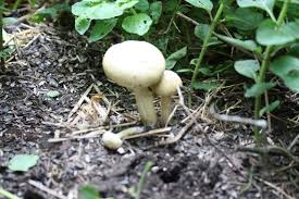 Image result for Xerophyta equisetoides