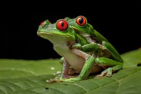 Frog Photography Robin Moore 6 Animals Frog Red Eyed Tree Frog