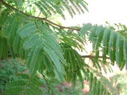 Image result for Dicoma galpinii