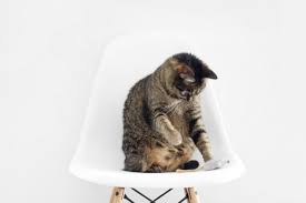 I have one who likes to do that too. Why Does My Cat Eat Plastic Reasons Prevention