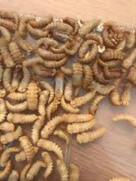 Entomophagie Ou Des Insectes Dans Nos Assiettes