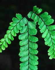 Image result for Adiantum soboliferum