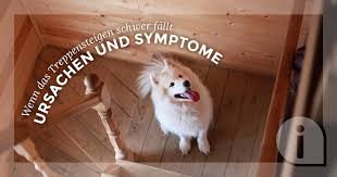 Hund ellenbogen dysplasie operation kosten. Hund Erkrankungen Des Bewegungsapparates Aniforte Aniforte