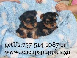 Teacup Yorkie Puppies For Adoption Teacup Yorkie Yorkie Puppy Puppy Adoption