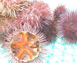 Maybe you would like to learn more about one of these? Kuliner Bule Babi Mulai Di Pulau Serangan Bali Tribune