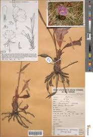 Image result for Siphonochilus aethiopicus