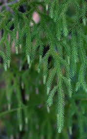 Image result for Lycopodiella cernua