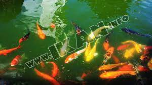 Air kolam renang, sehingga sanitasi kolam renang. Cara Menjernihkan Air Kolam Berwarna Hijau Ikan Info