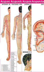 Acupuncture Points 3 Body 1 Ear Charts Set Of 4 Free 5 Sujok Rings