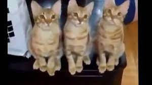 Kumpulan kucing lucu, gemesin, gemoy | video tik tok kucing lucu viral terbaru 2020 jangan lupa subscribe chanel ini. Kumpulan Video Anjing Dan Kucing Lucu Youtube