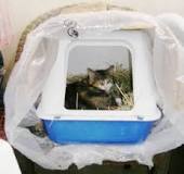Construire un abri pour chats – astuces nourriture – Chats ...
