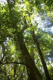 Image result for Olea capensis