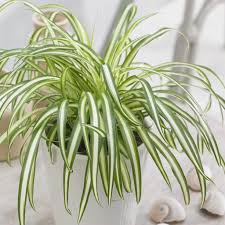 Image result for Chlorophytum stolzii