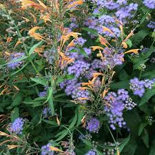 Enjoy that bottle of beer, but alcohol consumption increases your body temperature, which is another factor which attracts mozzies. How To Get Rid Of Mosquitoes In The Garden Todd Haiman Landscape Design