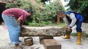 Khasiat madu lebah kelulut khasiat madu kelulut lebah kelulut menghasilkan madu kelulut, propolis dan juga 'bee bread' iai. Cara Cara Ternak Lebah Kelulut Kaedah Transfer Youtube