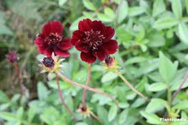 A distinct cultivar of mandevilla plant named 'red velvet petite', characterized by its compact growth habit; Cosmos Atrosanguineus Chocolate Cosmos Flower How To Care Plantopedia