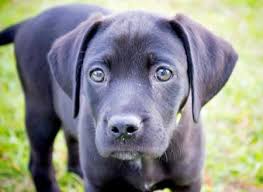 Riley The Labrador Mix Labrador Mix Labrador Puppies