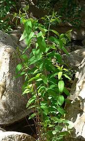 Image result for Riocreuxia chrysochroma