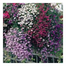 Image result for lobelia combine composition