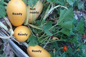 When To Harvest Spaghetti Squash Spaghetti Squash Plant Growing Spaghetti Squash Brown Thumb