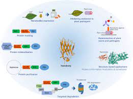 Antibodies are important tools for experimental research and medical applications. Applications Of Nanobodies In Plant Science And Biotechnology Springerlink