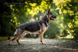 * we review your application and then talk via telephone to tell you about our dogs/breeding program, answer your. German Shepherd Dog German Shepherd Dogs Gsd Dog German Shepherd Puppies