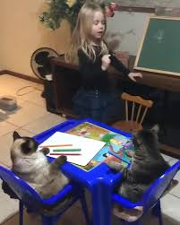 Homeschooling Video In 2020 Funny Animal Videos Cute Animals Cute Baby Animals