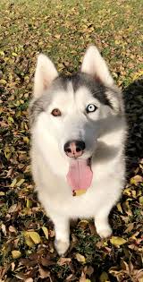 Spike the husky malamute, laval. Kiki Siberian Husky Puppies Husky