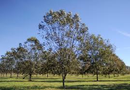 First and foremost, it keeps the tomato from becoming with all of that said, the ideal time to pluck your tomatoes from your plant is when they have slightly or moderately turned in color. Plant Pecan Trees In Winter