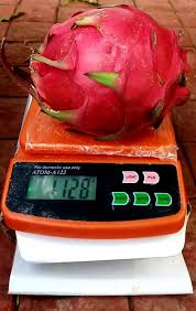 For this reason your post must be at least 6 ft (1.8 m) long at a minimum. Jumbo Size Red Dragon Fruit Dragon Fruit Farming Facebook