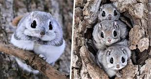 We did not find results for: Tiny Squirrels That Look Like Pokemon Can Only Be Found On Remote Japanese Islands Unilad