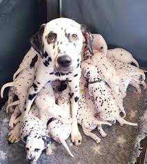 超猛 101忠狗 真狗版 大麥町媽 狂產18子 連生14小時才生完 dalmatian puppy puppy litter dalmatian